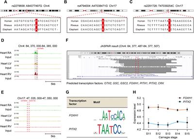 Integrated genomic analysis identifies novel low-frequency cis-regulatory variant rs2279658 associated with VSD risk in Chinese children